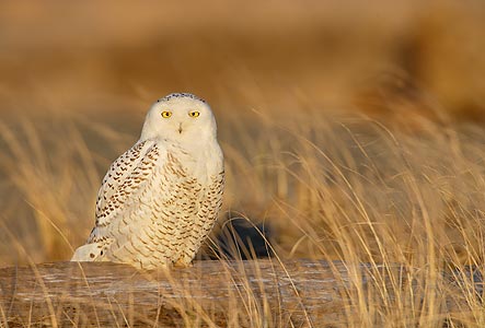 Snowy Owl (Nyctea scandiaca) photo