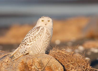 Snowy Owl (Nyctea scandiaca) photo