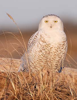 Snowy Owl (Nyctea scandiaca) photo