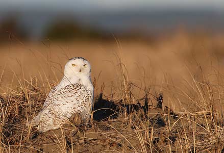 Snowy Owl (Nyctea scandiaca) photo