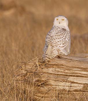 Snowy Owl (Nyctea scandiaca) photo
