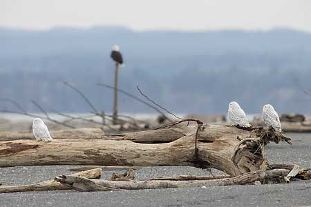 Snowy Owl (Nyctea scandiaca) photo