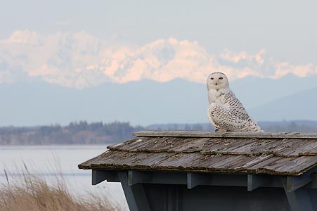 Snowy Owl (Nyctea scandiaca) photo