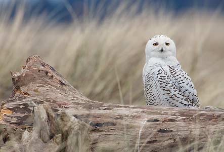 Snowy Owl (Nyctea scandiaca) photo