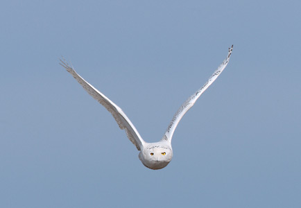 Snowy Owl (Nyctea scandiaca) photo