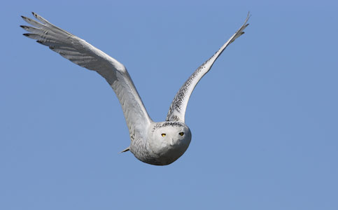 Snowy Owl (Nyctea scandiaca) photo