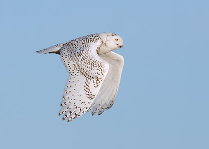 Snowy Owl (Nyctea scandiaca) photo