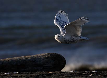Snowy Owl (Nyctea scandiaca) photo