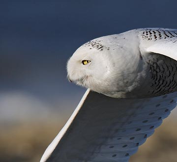 Snowy Owl (Nyctea scandiaca) photo