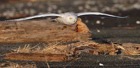 Snowy Owl (Nyctea scandiaca) photo
