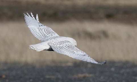 Snowy Owl (Nyctea scandiaca) photo