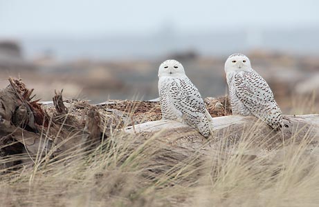 Snowy Owl (Nyctea scandiaca) photo