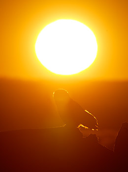 Snowy Owl (Nyctea scandiaca) photo