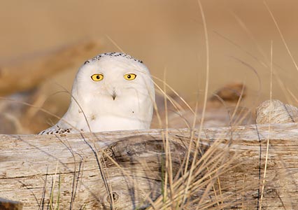 Snowy Owl (Nyctea scandiaca) photo