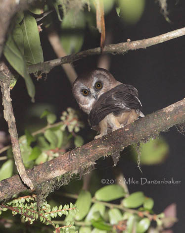 Unspotted Saw-whet Owl (Aegolius ridgwayi) photo