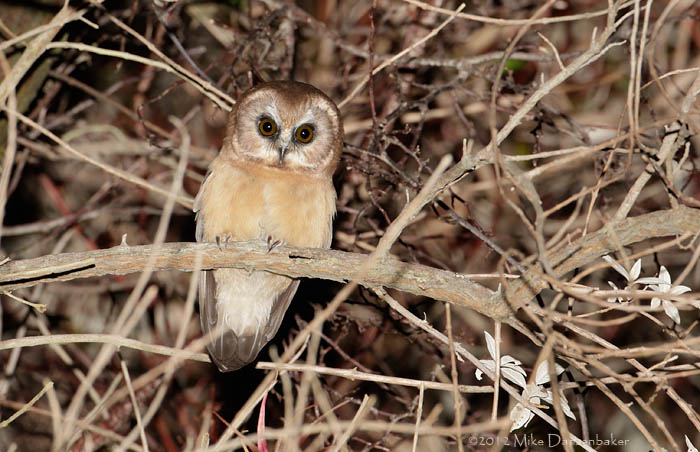 Unspotted Saw-whet Owl (Aegolius ridgwayi) photo