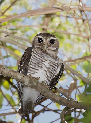 White-browed Owl (Ninox superciliaris) photo