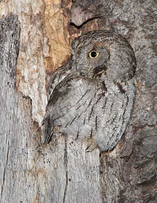 Western Screech-Owl (Otus kennicottii) photo