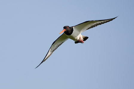 Eurasian Oystercatcher (Haematopus ostralegus) photo