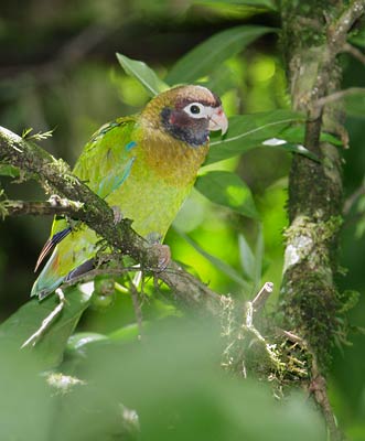 Brown-hooded Parrot (Pionopsitta haematotis) photo