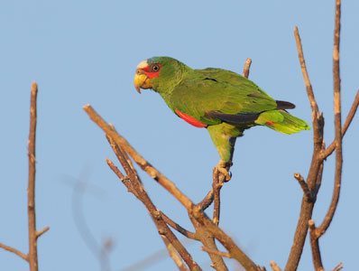 White-fronted Parrot (Amazona albifrons) photo