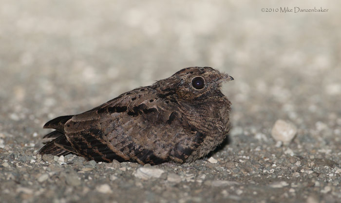 Common Pauraque (Nyctidromus albicollis) photo