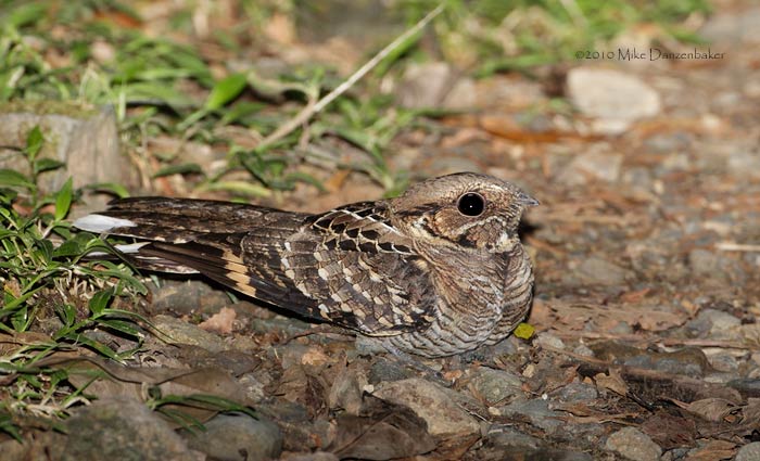 Common Pauraque (Nyctidromus albicollis) photo