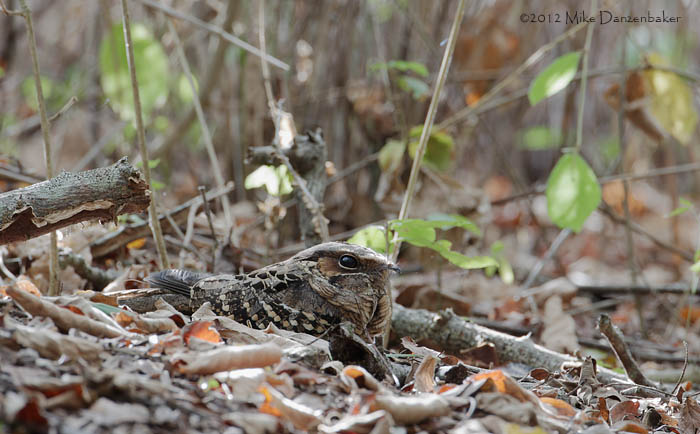 Pauraque (Nyctidromus albicollis) photo