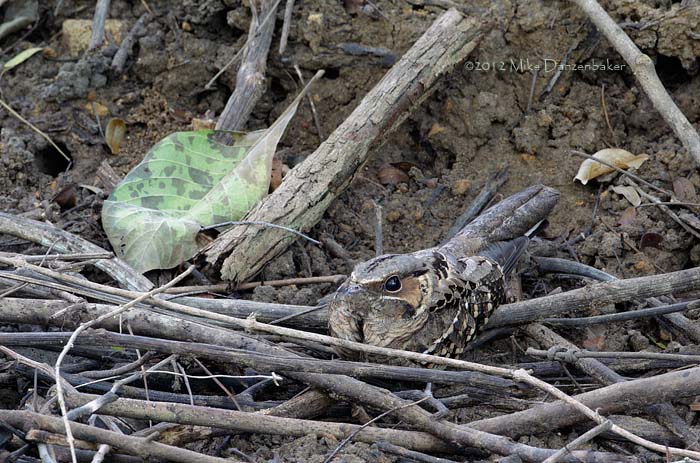 Pauraque (Nyctidromus albicollis) photo