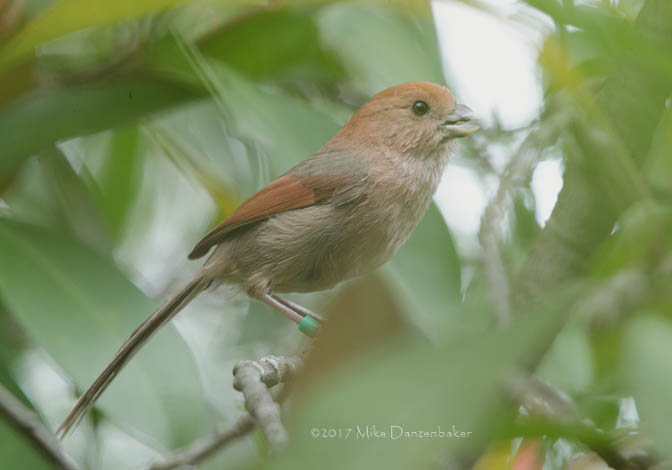 Vinous-throated Parrotbill (Sinosuthora webbiana) photo