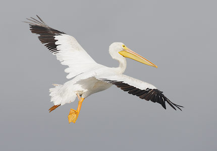 American White Pelican (Pelecanus erythrorhynchos) photo