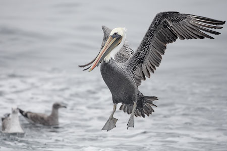 Brown Pelican (Pelecanus occidentalis) photo