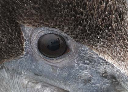 Brown Pelican (Pelecanus occidentalis) photo