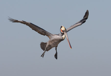 Brown Pelican (Pelecanus occidentalis) photo