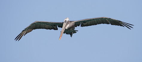 Brown Pelican (Pelecanus occidentalis) photo