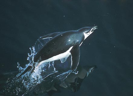 Chinstrap Penguin (Pygoscelis antarcticus) photo