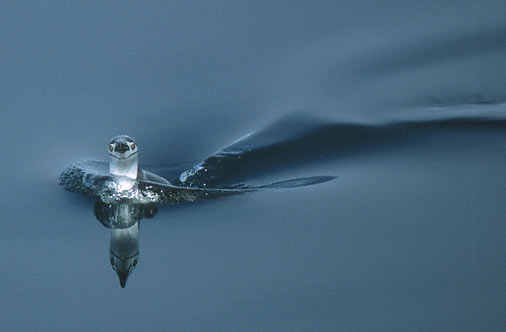 Chinstrap Penguin (Pygoscelis antarcticus) photo