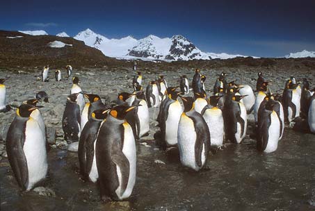 King Penguin (Aptenodytes patagonicus) photo image