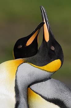 King Penguin (Aptenodytes patagonicus) photo