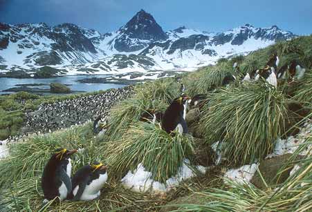 Macaroni Penguin (Eudyptes chrysolophus) photo