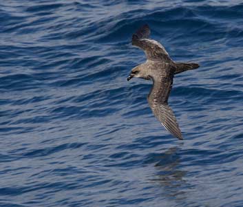 Atlantic Petrel (Pterodroma incerta) photo