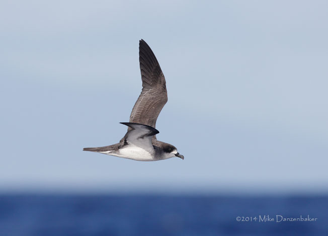 Barau's Petrel (Pterodroma baraui) photo