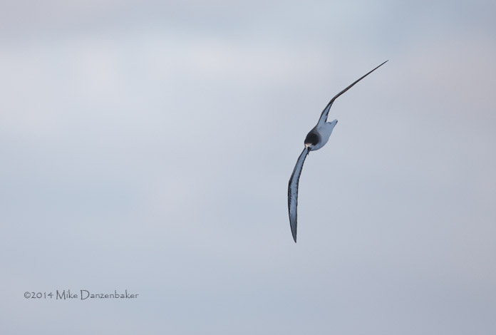 Barau's Petrel (Pterodroma baraui) photo