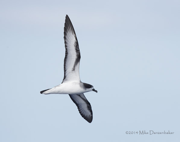 Barau's Petrel (Pterodroma baraui) photo