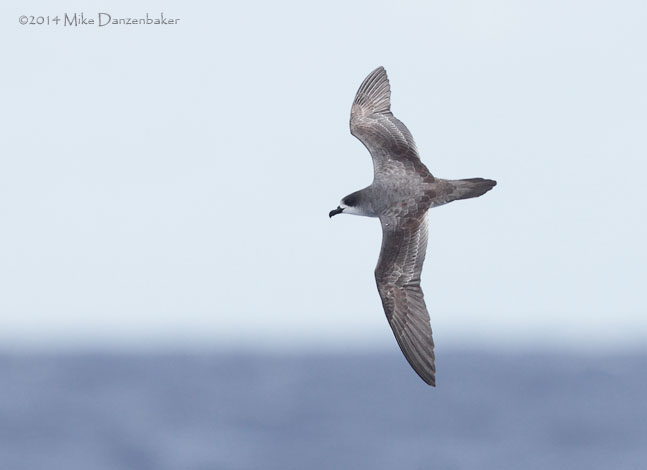 Barau's Petrel (Pterodroma baraui) photo