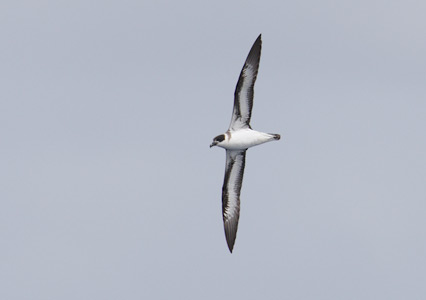 Black-capped Petrel (Pterodroma hasitata) photo