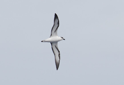 Black-capped Petrel (Pterodroma hasitata) photo