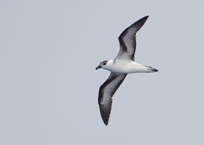 Black-capped Petrel (Pterodroma hasitata) photo