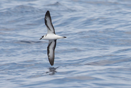 Black-capped Petrel (Pterodroma hasitata) photo