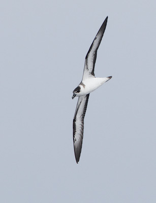 Black-capped Petrel (Pterodroma hasitata) photo